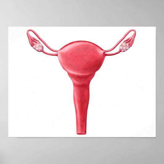 Anatomie van Vrouw Uterus 2 Poster (Voorkant)