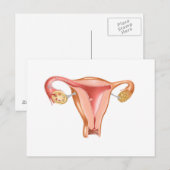 Anatomie van Vrouwelijke Baarmoeder 1 Briefkaart (Voorkant / Achterkant)