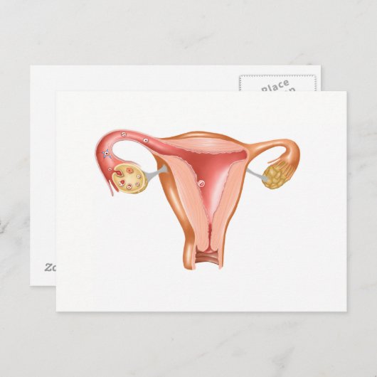 Anatomie van Vrouwelijke Baarmoeder 1 Briefkaart (Voorkant / Achterkant)