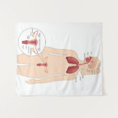 Anatomie vrouw voortplantingssysteem en longen wandkleed (Voorkant (horizontaal))