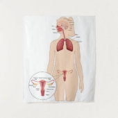 Anatomie vrouw voortplantingssysteem en longen wandkleed (Voorkant)