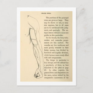 anatomie   Wapenvlees (circa 1852) Briefkaart