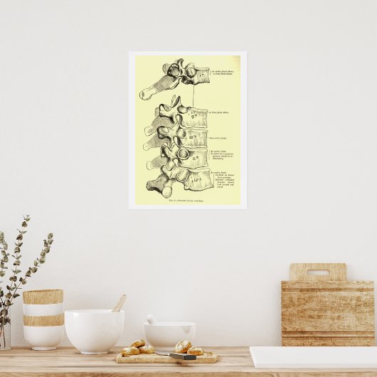  anatomie | wervels poster (Keuken)