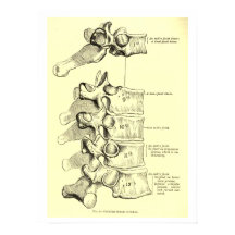 anatomie | wervels
