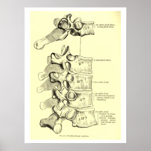 anatomie wervels poster