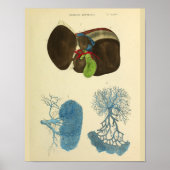 anatomieart van de galblaas van de lever poster (Voorkant)
