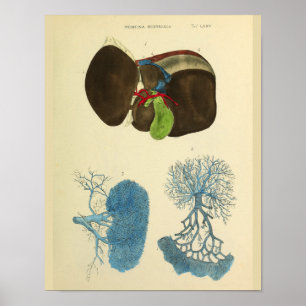 anatomieart van de galblaas van de lever poster