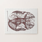  anatomiearteries van het rode brein legpuzzel (Horizontaal)