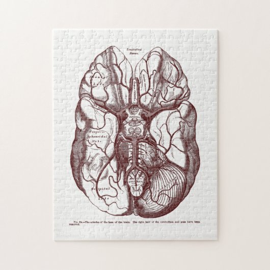  anatomiearteries van het rode brein legpuzzel (Verticaal)