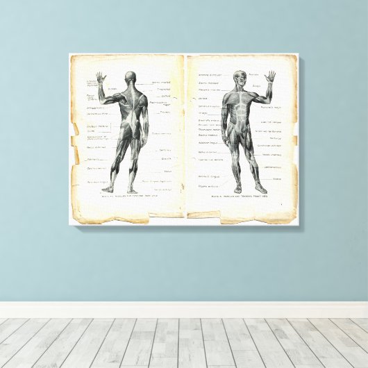  anatomieboekpagina's canvas afdruk (Insitu (Houten vloer))