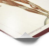 anatomieboekpagina's foto afdruk (Hoek)