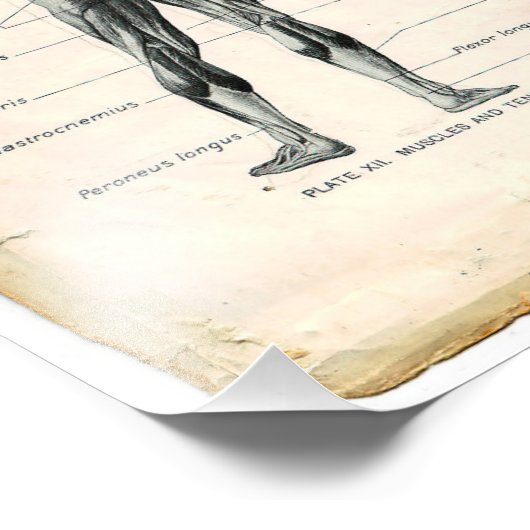  anatomieboekpagina's foto afdruk (Hoek)