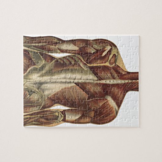  anatomieboekpagina's legpuzzel (Horizontaal)