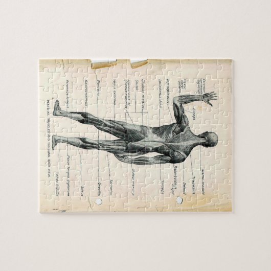  anatomieboekpagina's legpuzzel (Horizontaal)