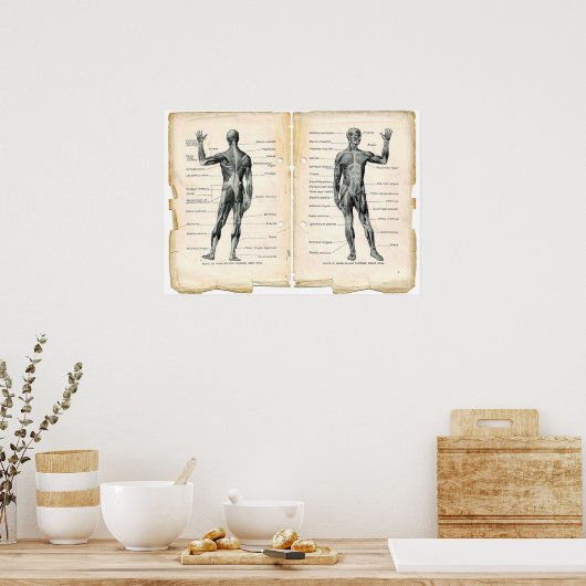  anatomieboekpagina's poster (Keuken)