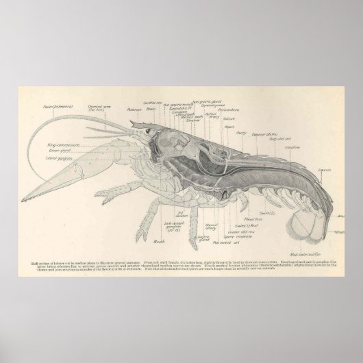  anatomiediagram van de laster (1911) poster (Voorkant)
