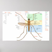 Anatomiediagram van een Mosquito Culex Pipiens Poster (Voorkant)