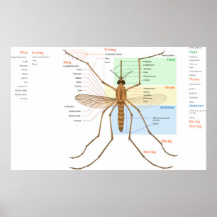 Anatomiediagram van een Mosquito Culex Pipiens Poster