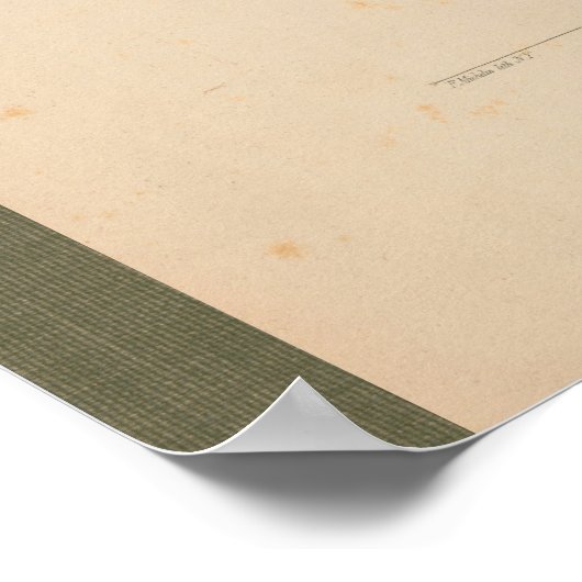  anatomiegrafiek 1851 poster (Hoek)