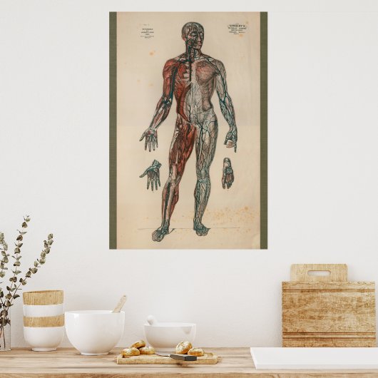  anatomiegrafiek 1851 poster (Keuken)