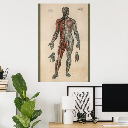 anatomiegrafiek 1851 poster (Thuiskantoor)