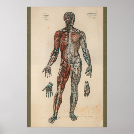  anatomiegrafiek 1851 poster (Voorkant)