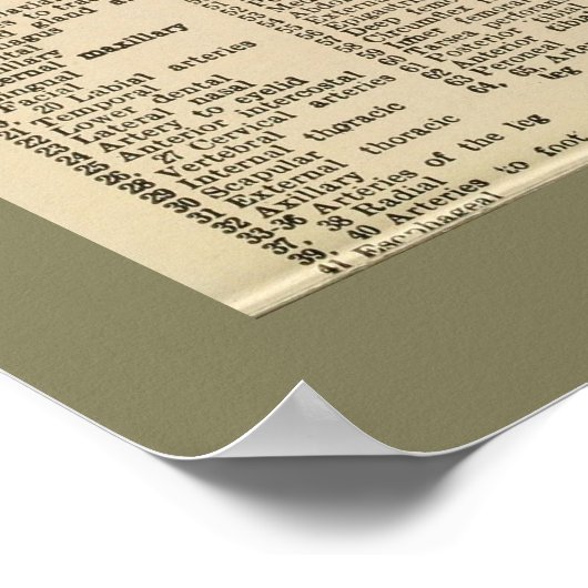  anatomiegrafiek 1917 Koe Poster (Hoek)