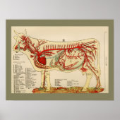  anatomiegrafiek 1917 Koe Poster (Voorkant)