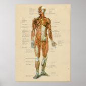  anatomiegrafiek Anterieur Poster (Voorkant)