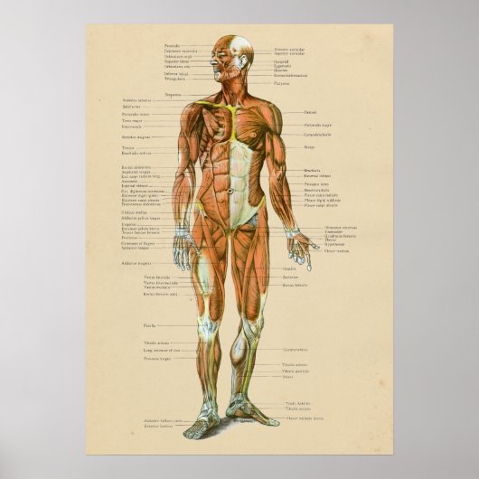  anatomiegrafiek Anterieur Poster (Voorkant)