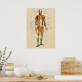  anatomiegrafiek Anterieur Poster (Keuken)