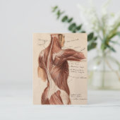 anatomiegrafiek briefkaart (Staand voorkant)