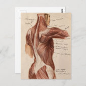  anatomiegrafiek briefkaart (Voorkant / Achterkant)