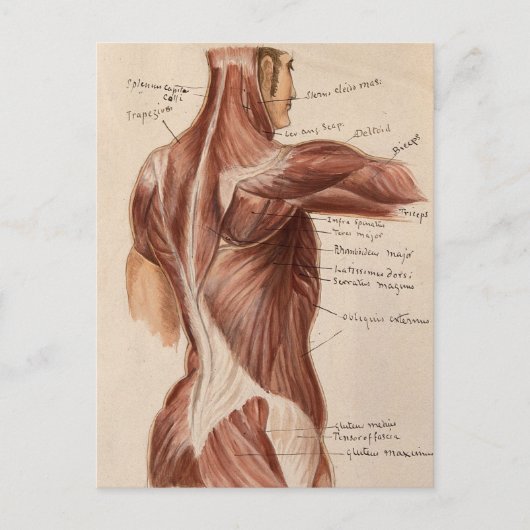 anatomiegrafiek briefkaart (Voorkant)