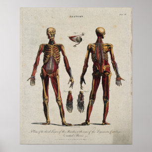 anatomiegrafiek poster