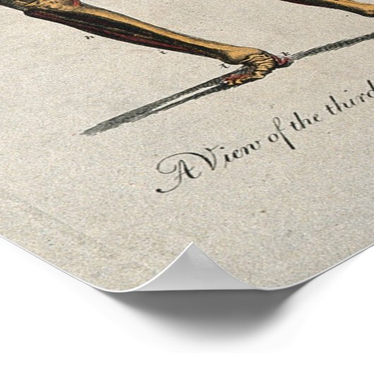  anatomiegrafiek poster (Hoek)