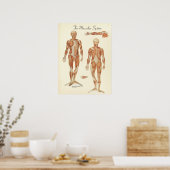 Anatomiegrafiek Poster (Keuken)