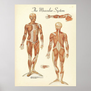 Anatomiegrafiek Poster