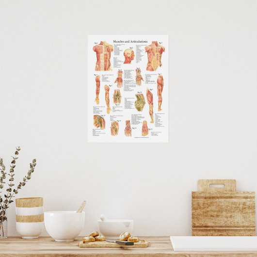 Anatomiegrafiek Poster (Keuken)