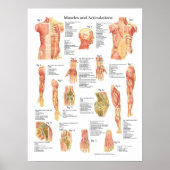 Anatomiegrafiek Poster (Voorkant)