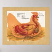 Anatomiegrafiek van de Chicken Hen-spier Poster (Voorkant)