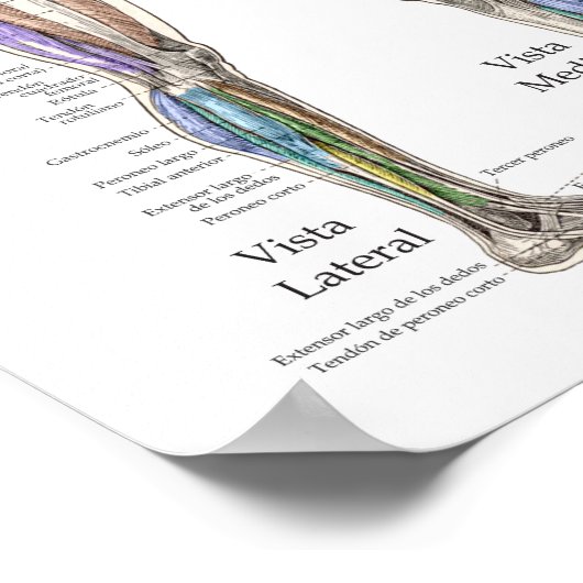 Anatomiegrafiek van de menselijke spier in het Spa Poster (Hoek)