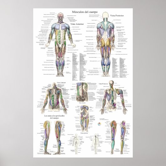 Anatomiegrafiek van de menselijke spier in het Spa Poster (Voorkant)