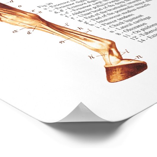 Anatomiegrafiek van de paardenspier poster (Hoek)