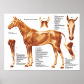 Anatomiegrafiek van de paardenspier poster (Voorkant)