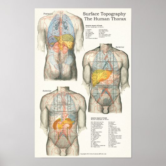 Anatomiegrafiek van de topografie van het menselij poster (Voorkant)