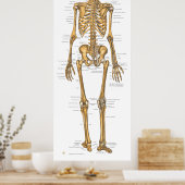 Anatomiegrafiek van het menselijk skeletsysteem poster (Keuken)