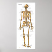 Anatomiegrafiek van het menselijk skeletsysteem poster (Voorkant)