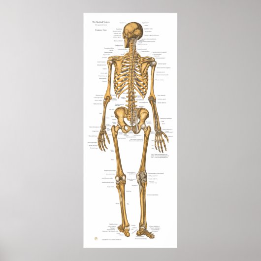 Anatomiegrafiek van het menselijk skeletsysteem poster (Voorkant)