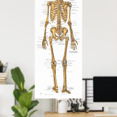Anatomiegrafiek van het menselijk skeletsysteem poster (Thuiskantoor)